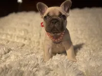 Tundra, a female French Bulldog for sale in Rockford, IL – 1 of 2