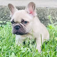 Tundra, a female French Bulldog for sale in Rockford, IL – 2 of 2