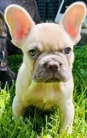 Nexus, a female French Bulldog for sale in Rockford, IL – 2 of 2