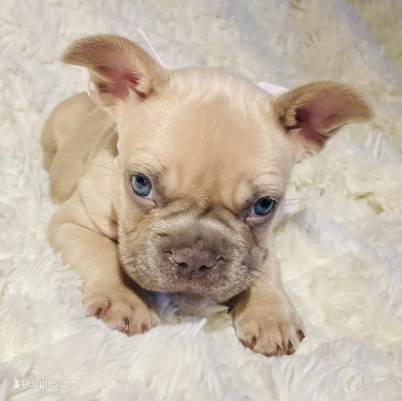 Nexus – French Bulldog puppy for sale in Rockford, IL