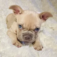 Nexus, a female French Bulldog for sale in Rockford, IL – 1 of 2