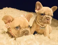 Nala, a female French Bulldog for sale in Rockford, IL – 3 of 3