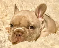 Nala, a female French Bulldog for sale in Rockford, IL – 2 of 3