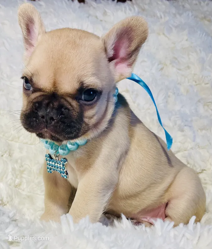 Nora – French Bulldog puppy for sale in Rockford, IL