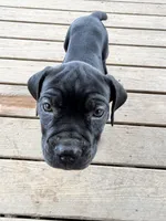 LP, a female Cane Corso for sale in Washington, PA – Photo 4 of 5
