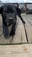 LP, a female Cane Corso for sale in Washington, PA – 2 of 4
