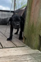 LP, a female Cane Corso for sale in Washington, PA – 3 of 4