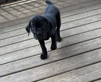 LP, a female Cane Corso for sale in Washington, PA – Photo 3 of 5