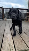 LP, a female Cane Corso for sale in Washington, PA – 4 of 4