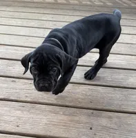 LP, a female Cane Corso for sale in Washington, PA – Photo 2 of 5