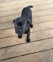 LP, a female Cane Corso for sale in Washington, PA – Photo 5 of 5