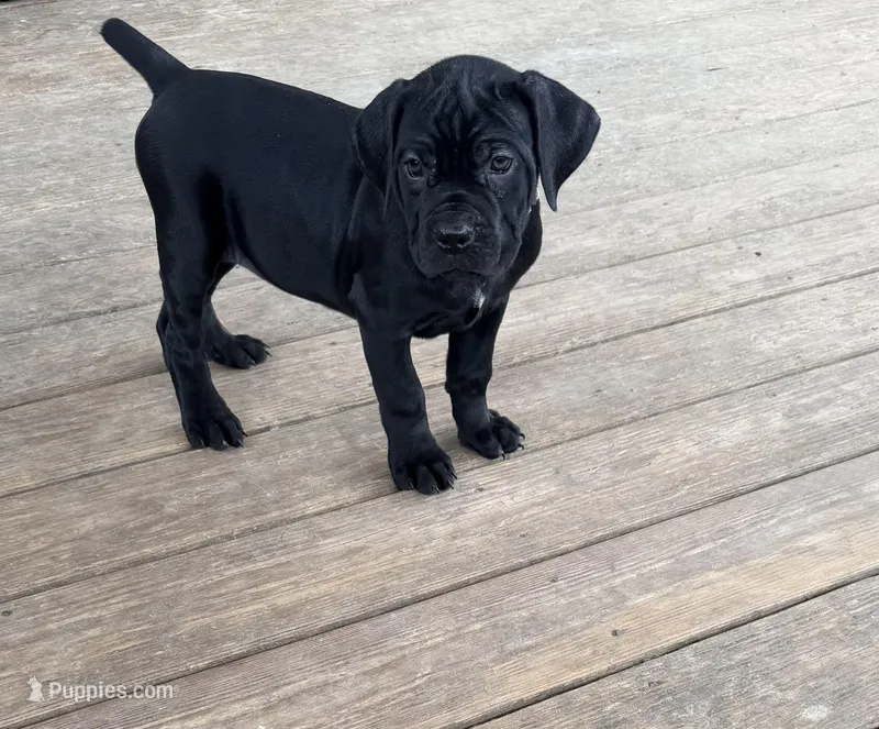 LP – Cane Corso puppy for sale in Washington, PA