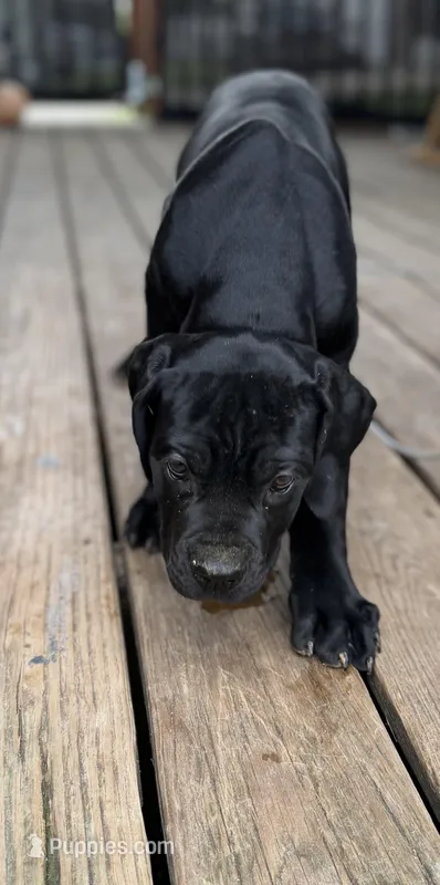 LP – Cane Corso puppy for sale in Washington, PA