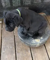 BMO, a male Cane Corso for sale in Washington, PA – Photo 4 of 6
