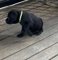 BMO, a male Cane Corso for sale in Washington, PA – Photo 2 of 6