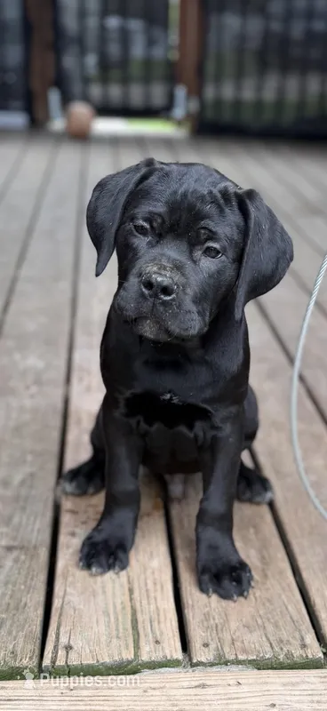 BMO – Cane Corso puppy for sale in Washington, PA