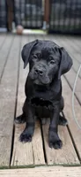BMO, a male Cane Corso for sale in Washington, PA – 1 of 5