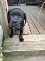 BMO, a male Cane Corso for sale in Washington, PA – 3 of 5