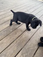 BMO, a male Cane Corso for sale in Washington, PA – Photo 6 of 6