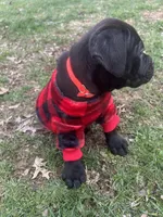 BMO, a male Cane Corso for sale in Washington, PA – Photo 5 of 6