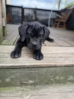 BMO, a male Cane Corso for sale in Washington, PA – 5 of 5