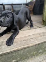 BMO, a male Cane Corso for sale in Washington, PA – 4 of 5