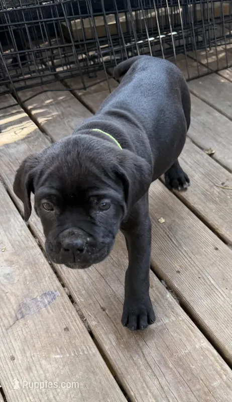 BMO – Cane Corso puppy for sale in Washington, PA