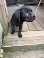 BMO, a male Cane Corso for sale in Washington, PA – 2 of 5