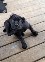 Mordecai, a male Cane Corso for sale in Washington, PA – Photo 5 of 5