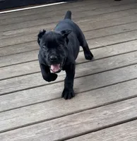Mordecai, a male Cane Corso for sale in Washington, PA – Photo 3 of 5