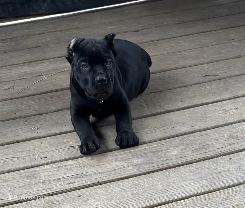 Mordecai – Cane Corso puppy for sale in Washington, PA