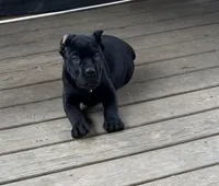 Mordecai, a male Cane Corso for sale in Washington, PA – Photo 1 of 5