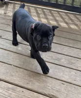 Mordecai, a male Cane Corso for sale in Washington, PA – Photo 4 of 5