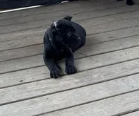 Mordecai, a male Cane Corso for sale in Washington, PA – Photo 2 of 5