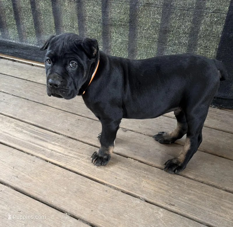 Muscle Man – Cane Corso puppy for sale in Washington, PA