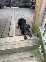 Muscle Man, a male Cane Corso for sale in Washington, PA – 3 of 3