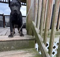 Muscle Man, a male Cane Corso for sale in Washington, PA – 2 of 3