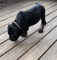 Muscle Man, a male Cane Corso for sale in Washington, PA – Photo 2 of 3