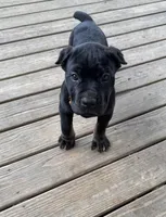 Muscle Man, a male Cane Corso for sale in Washington, PA – Photo 3 of 3