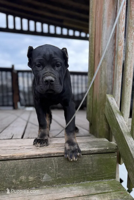 Muscle Man – Cane Corso puppy on hold in Washington, PA