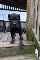 Muscle Man, a male Cane Corso for sale in Washington, PA – 1 of 3