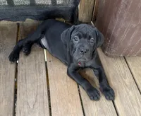 Bubblegum , a female Cane Corso for sale in Washington, PA – Photo 3 of 3