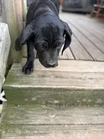 Bubblegum , a female Cane Corso for sale in Washington, PA – 5 of 6