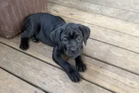 Bubblegum , a female Cane Corso for sale in Washington, PA – Photo 2 of 3