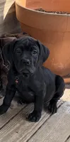 Bubblegum , a female Cane Corso for sale in Washington, PA – Photo 1 of 3