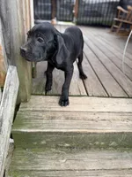 Bubblegum , a female Cane Corso for sale in Washington, PA – 6 of 6