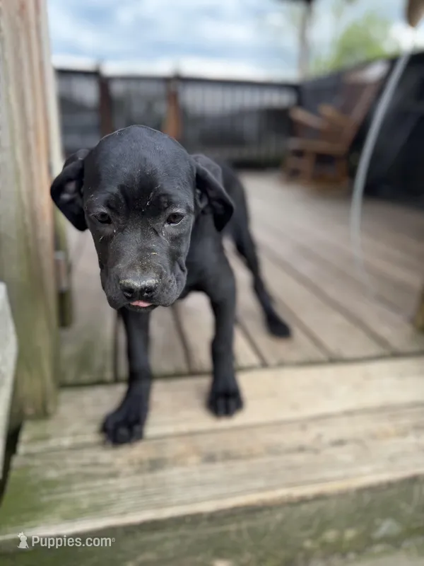 Bubblegum  – Cane Corso puppy for sale in Washington, PA