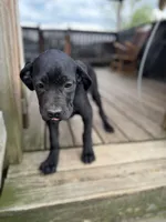 Bubblegum , a female Cane Corso for sale in Washington, PA – 1 of 6