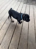 Marceline , a female Cane Corso for sale in Washington, PA – Photo 2 of 2
