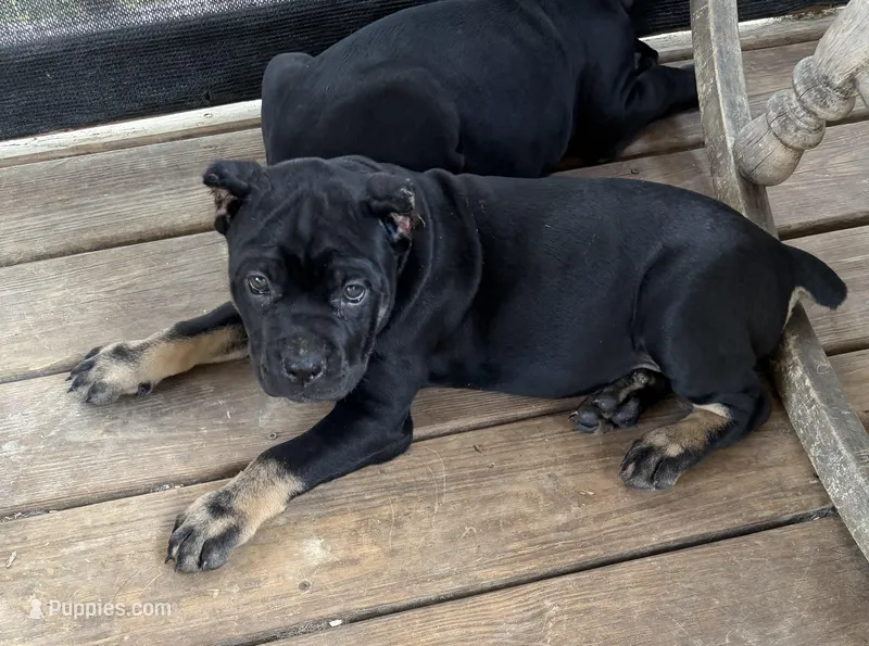 Marceline  – Cane Corso puppy for sale in Washington, PA